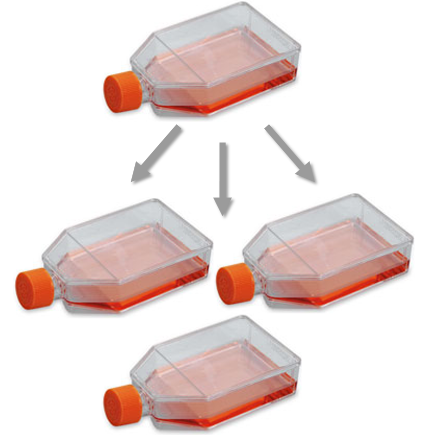 Cell Subculture Reagents Trypsin EDTA HBSS Cell Applications